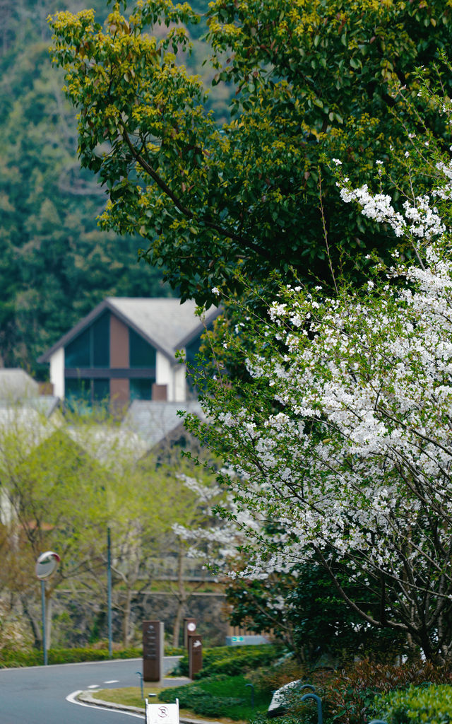 春光花事 栖山幽谷
