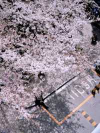 上海開往春天的列車🌸盛放附機位攻略