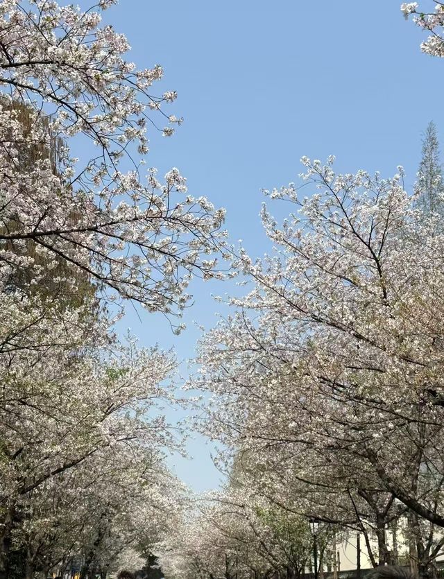南京雞鳴寺春季賞櫻花攻略