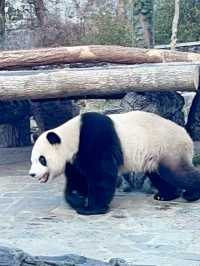 Panda Base Volunteer Experience - Mountain Day Tour 
