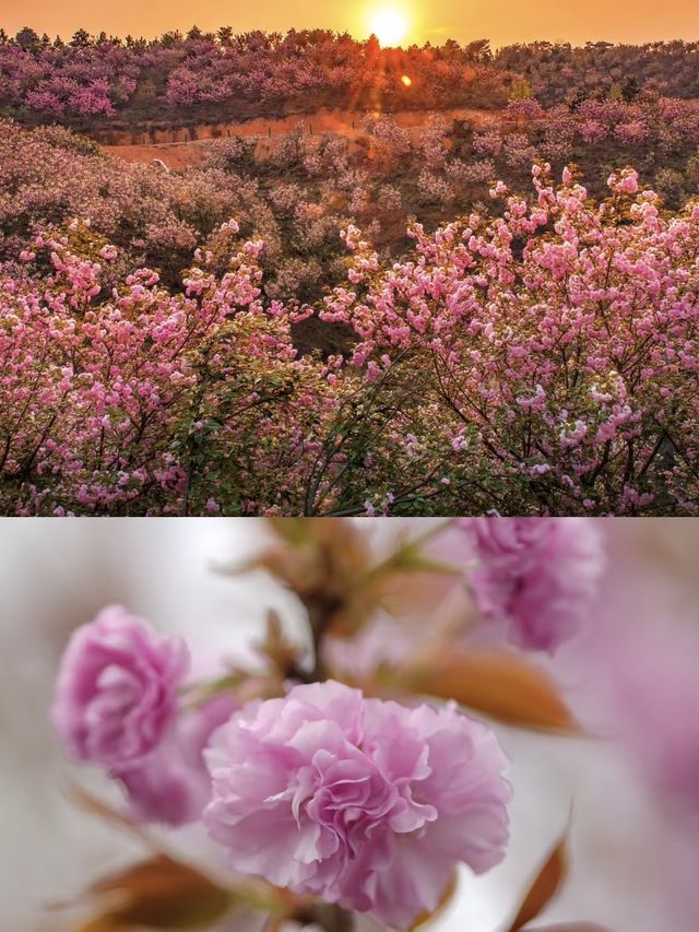 安徽出遊｜賞花一日遊必備攻略！-