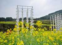 2025 快啲嚟浙江覆厄山啦，油菜花盛開！
