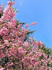青島也有自己的秘密花園，你知道在哪裡嗎？