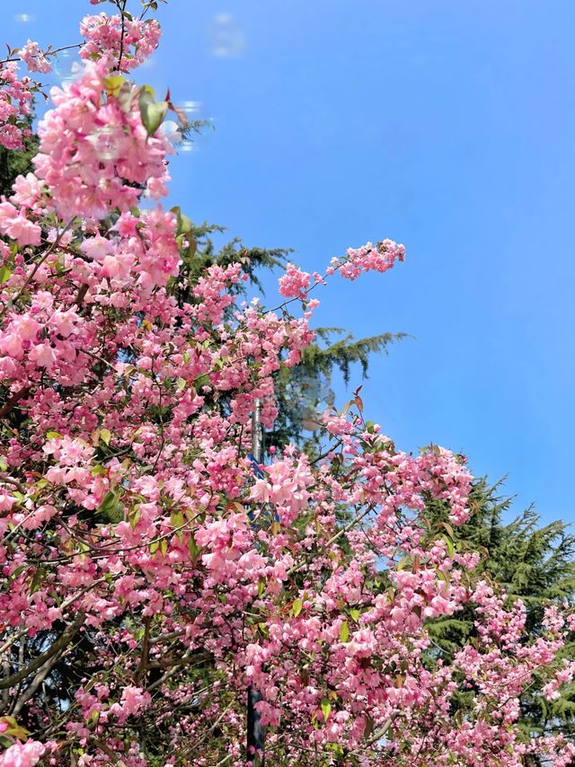 青島也有自己的秘密花園，你知道在哪裡嗎？