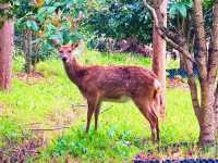 東平國家森林公園 | 闖入綠野仙蹤，擁抱森林氧吧