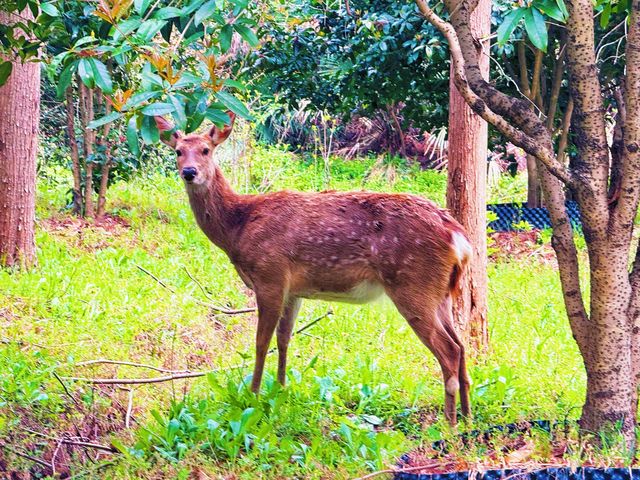 東平國家森林公園 | 闖入綠野仙蹤，擁抱森林氧吧