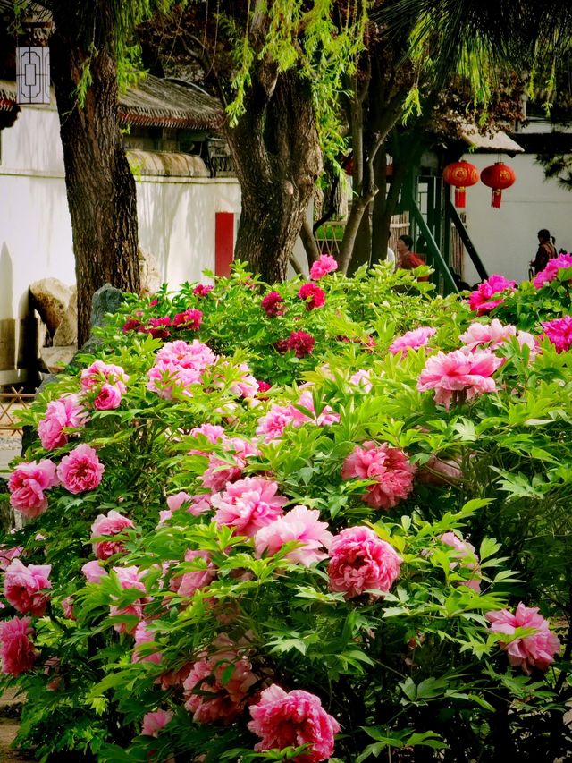 4.16實拍︱大觀園牡丹與紫藤同時在線
