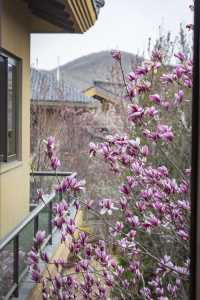 以玉蘭之名，展開一場泉暖花香的療癒之旅——