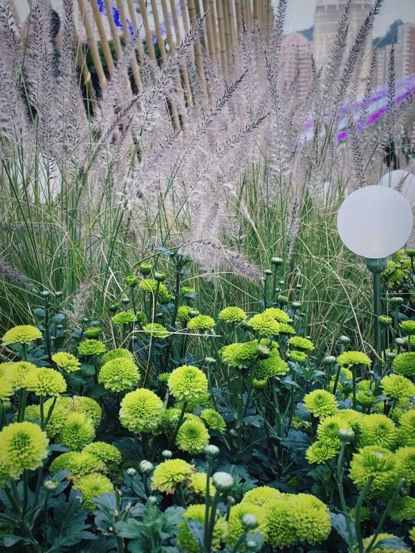 🌺 維多利亞公園花卉展：悠閒賞花的好去處
