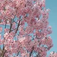 🌸楚風櫻海園｜遲到的浪漫補發！低調賞櫻秘境✨