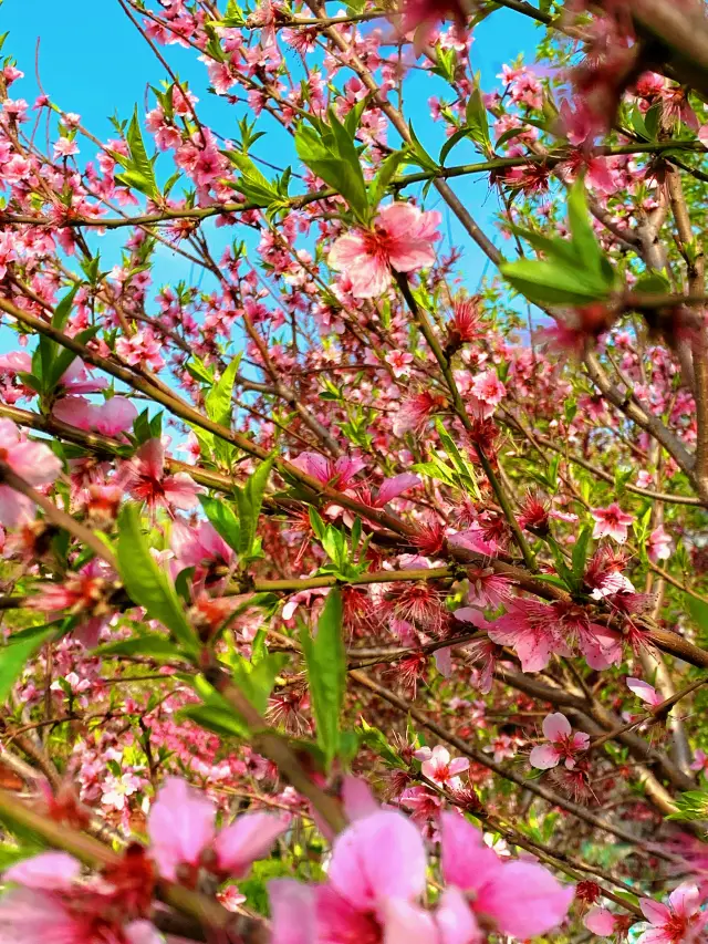 Yangzhou Limited Edition: A Pink Peach Blossom Spring Encounter at Wenchang Pavilion
