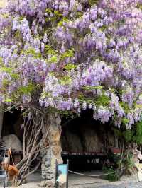 週末探秘中華石園:邂逅紫藤花的夢幻浪漫