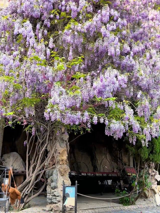 週末探秘中華石園:邂逅紫藤花的夢幻浪漫 週末探秘中華石園:邂逅紫藤花的夢幻浪漫