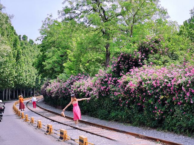 北京薔薇花已開好兩大打卡點分享～
