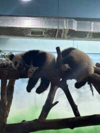 Chengdu 3 Days Itinerary