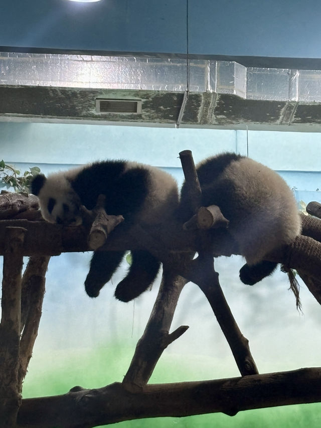 Chengdu 3 Days Itinerary