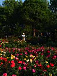 鄭州月季公園詳細旅遊攻略