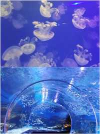 朋友圈問瘋了 在武漢找到了海底星空