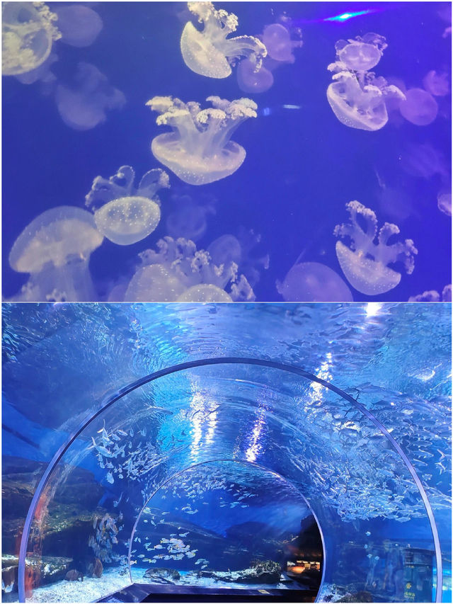 朋友圈問瘋了 在武漢找到了海底星空