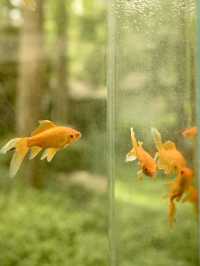 西湖一日小眾citywalk路線｜坐船賞花觀魚