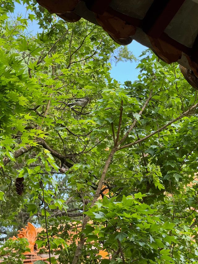 入住昆明翠湖麗瑞德酒店打卡-昆明金殿名勝區