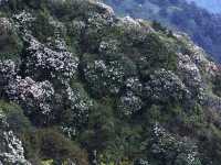 峨眉山｜雲海之上的靈性淨土