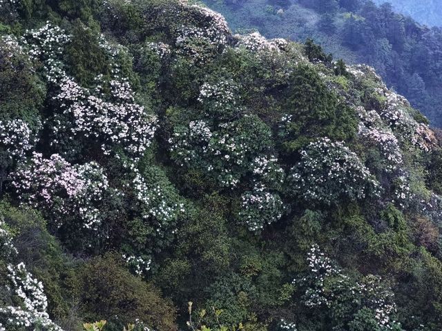 峨眉山｜雲海之上的靈性淨土