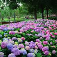 🌸花情速報！上海中環綠廊繡球花盛開啦