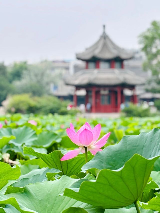 夏日「頂流」荷花登場！嚟河北浪漫一「夏」