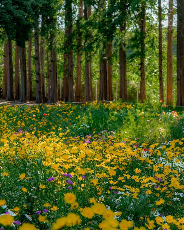 益山秘境｜黃登庭院的花季治癒時刻