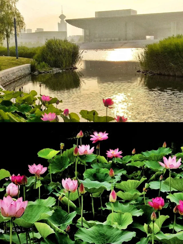 今夏荷花开！天津「賞荷地圖」請收好！