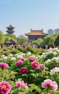 花開時節動京城|洛陽牡丹花