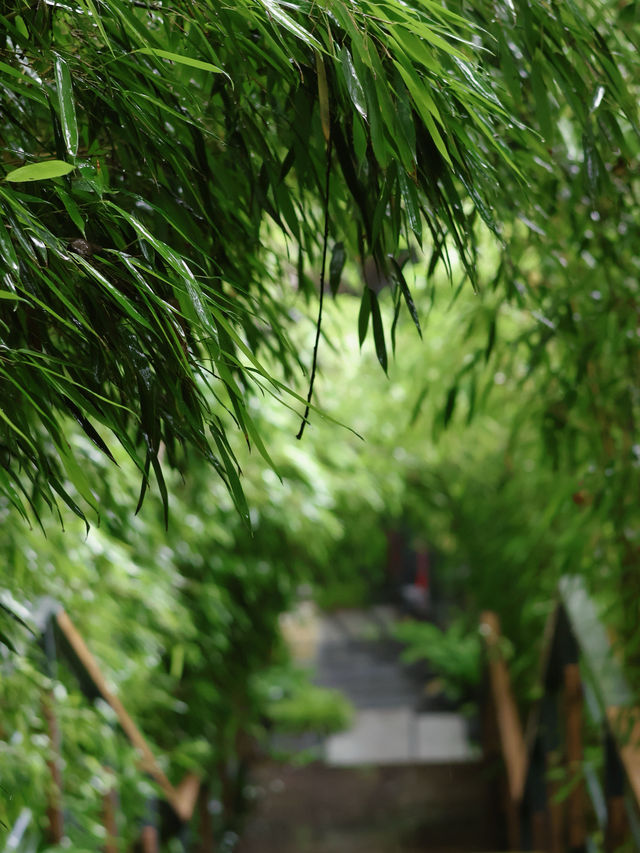 夏至已至！青城山藏着會呼吸的避暑秘境～