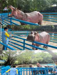 廣州長隆：與成群動物共度難忘親子週末