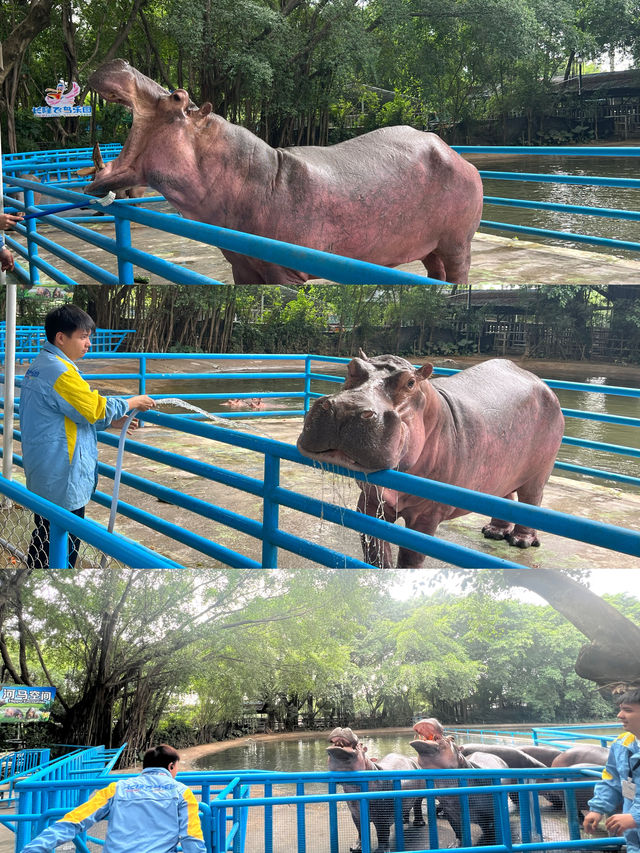 廣州長隆：與成群動物共度難忘親子週末