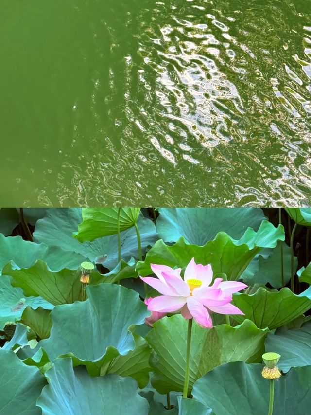 江南水鄉最全玩法