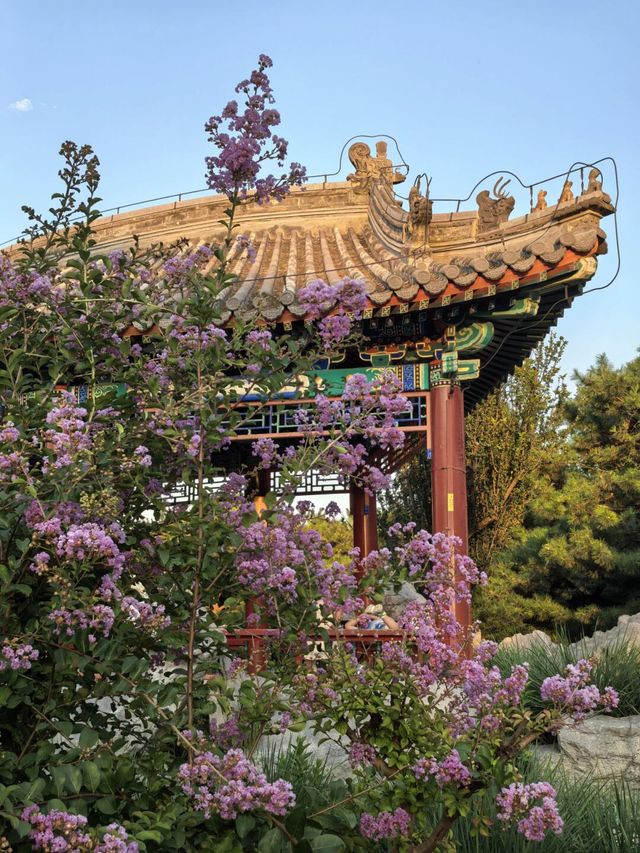 天壇夏暮：槐花紫薇共舞的時光