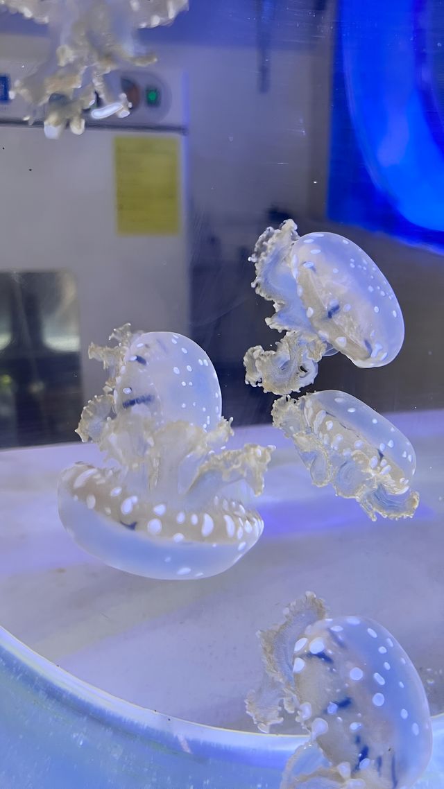 鄭州海洋館 | 超詳細遊玩攻略