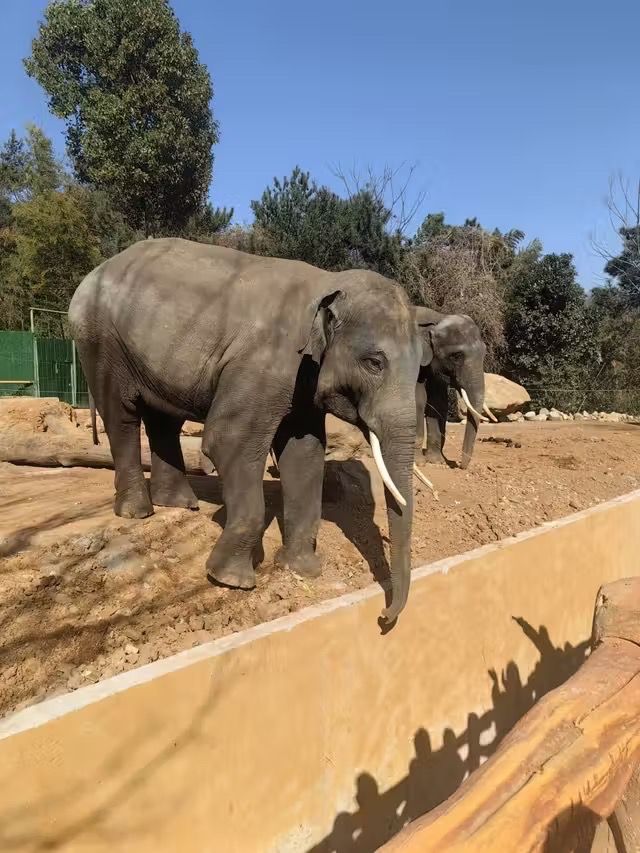 湖州龍之夢動物世界 | 沉浸式親子遊&動物探秘指南