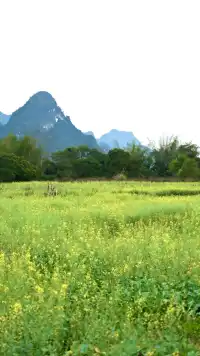 三月來崇左｜住進山水畫的正確姿勢