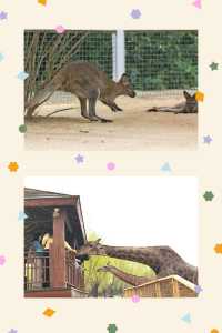 臨沂動植物園：藏在城央的自然秘境   當沂沭河畔的微風掠過竹林，大熊貓銀柯正捧著竹筍悠閒進食；猛獸區
