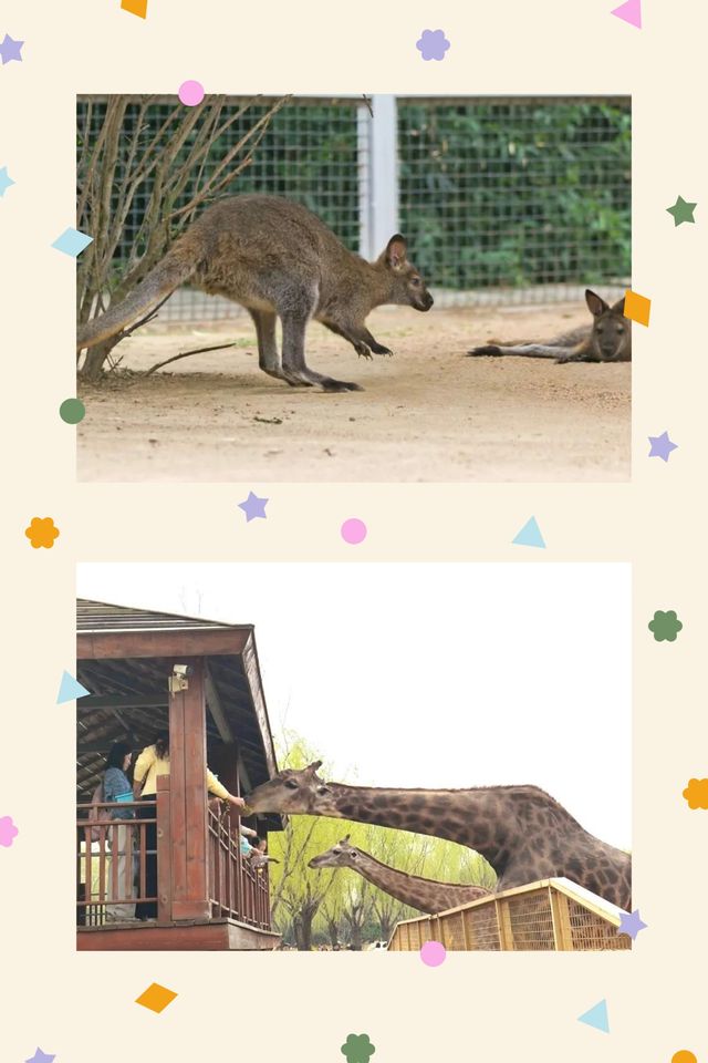 臨沂動植物園：藏在城央的自然秘境   當沂沭河畔的微風掠過竹林，大熊貓銀柯正捧著竹筍悠閒進食；猛獸區