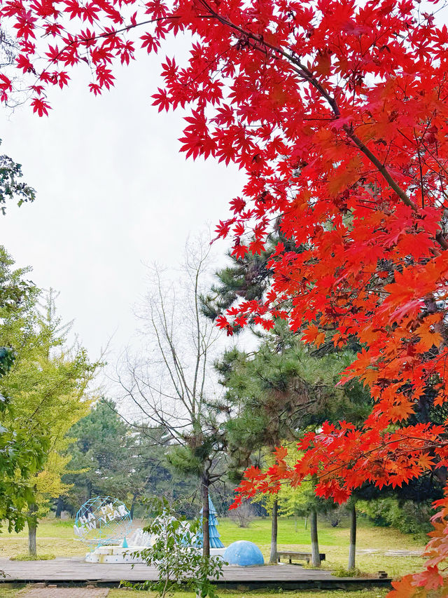 地鐵直達瀋陽植物園!撿秋走起! 地鐵直達瀋陽植物園!撿秋走起!