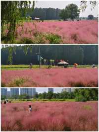 南京江心洲遛娃|真的已經到了next level