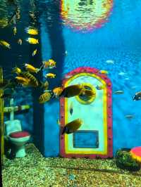 我在大連與企鵝撒嬌、在海底隧道被魟魚“撩”了