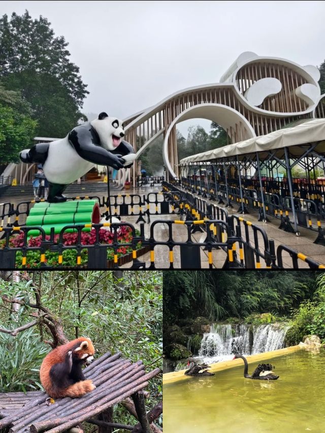 與閨蜜共赴熊貓谷，解鎖國寶奇遇，開啟一場浪漫旅行