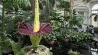 臭名昭著的臭屍花萬聖節前後在紐約植物園盛開