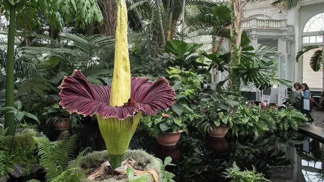 臭名昭著的臭屍花萬聖節前後在紐約植物園盛開