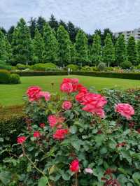 🌸☀️ Shinjuku Gyoen — โอเอซิสกลางโตเกียวในเดือนพฤษ
