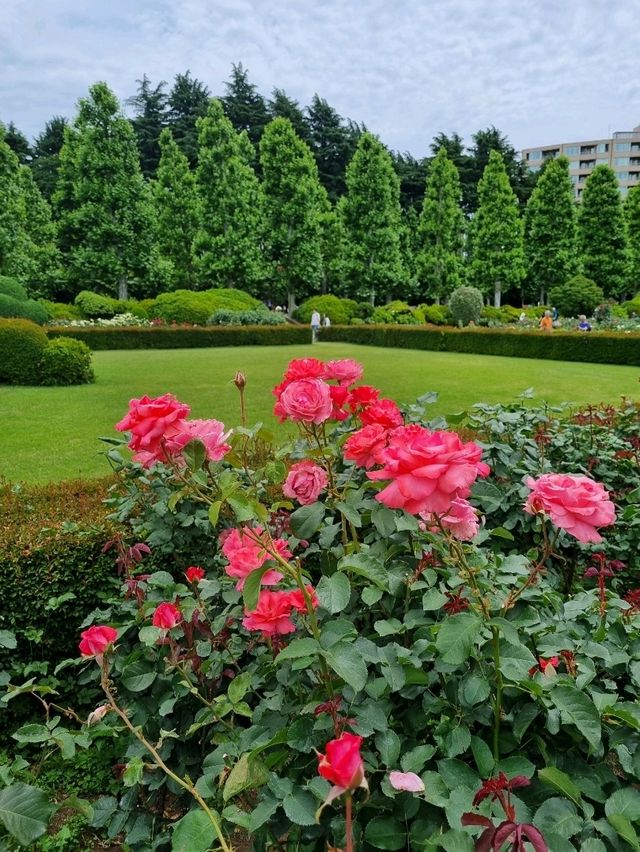 🌸☀️ Shinjuku Gyoen — โอเอซิสกลางโตเกียวในเดือนพฤษ 🌸☀️ Shinjuku Gyoen — โอเอซิสกลางโตเกียวในเดือนพฤษ
